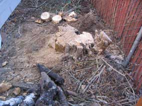 Tree stump after some chainsaw work