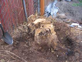 Tree stump before grinding