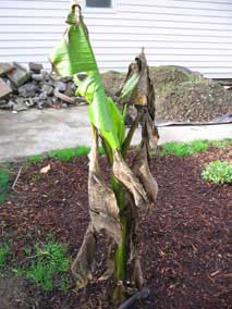 Banana a couple weeks after first frost of the year