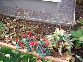 Yellow Wax Bells defoliated after early frost, but Cyclamens doing well