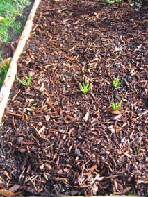 Bulbs coming up early, in late November.  Possibly Crocus.