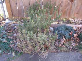 Small flowerbed in January