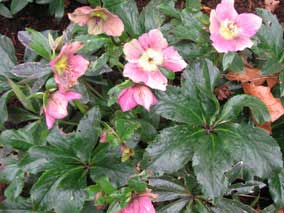 Lentin Rose in bloom in February