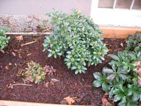 Japanese Skimmia (shrub in center), Bunchberry (groundcover; purplish this time of year)