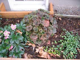 Lentin Rose, Fringe Cups, and Bowles Variety Myrtle in February