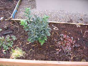 Reeves Skimmia in February