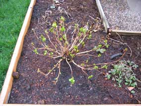 Hydrangea starting to leaf out again in February