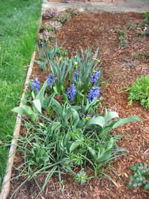 Bulbs in spring