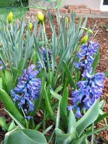 Hyacinths blooming, Daffodils on the way, Tulips coming up