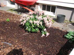 <em>Pieris japonica</em> Andromeda 'Shojo'