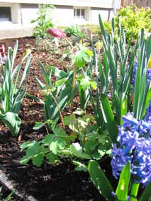 <em>Aquilegia caerulea</em> Columbine 'Swan Mix'