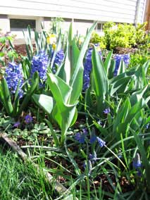 Spring bulbs, including Grape Hyacinths down in front