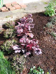 <em>Heuchera</em> Coral Bells 'Amethyst Myst'