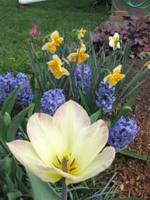 Tulip, <em>Narcissus 'orangery'</em> Daffodils, <em>Hyacinth orientalis 'delft blue'</em>Hyacinths, and <em>Aquilegia caerulea</em> Columbine in bloom