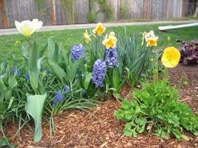 Bulbs blooming at end of March