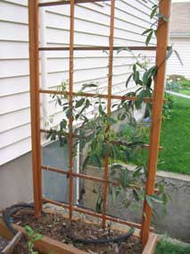 China Blue Vine expanding on trellis in late March