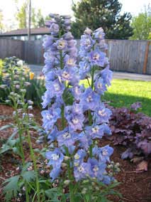 <em>Delphinium elatum</em> Candle Larkspur flower