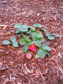 <em>Fragaria chiloensis 'Lipstick'</em> puts on a strawberry