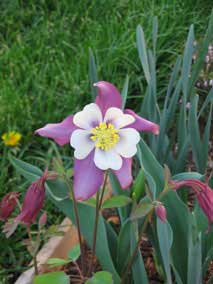 <em>Aquilegia caerulea</em> Columbine 'Swan Mix'