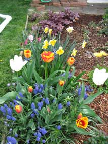 red and yellow Tulips 'Banja Luca' (taller, in the middle) and 'Kees Nelis' (shorter, in front)