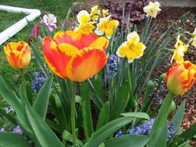 red and yellow Tulips 'Banja Luca'