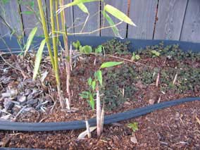 New bamboo culms coming up