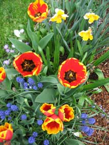 Bulbs blooming in April