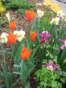 orange Tulips 'Marjolein'