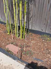 New bamboo culms coming up