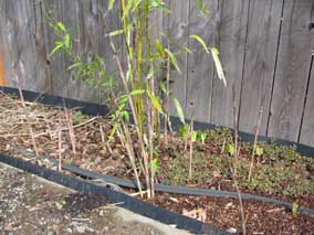 New bamboo culms coming up