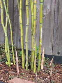 New bamboo culms coming up