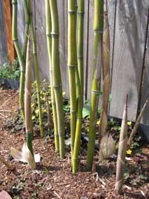 New bamboo culms coming up