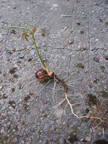 Little tree trying to grow out of buried nut in the west garden