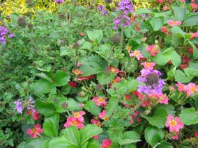 <em>Verbena canadensis</em> Verbena 'Homestead Purple' and <em>Fragaria chiloensis</em> Wild Strawberry 'Lipstick'