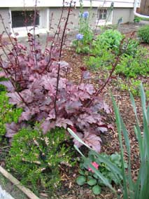 <em>Heuchera</em> Coral Bells with little blooms