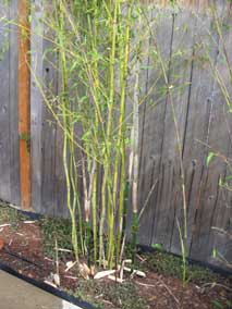 New bamboo culms coming up