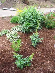 Two new <em>Phygelius aequalis</em> Cape Fuchsia 'Yellow Trumpet'