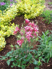 <em>Aquilegia vulgaris</em>Columbine 'Winky Rose'