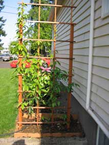 China Blue Vine on north trellis