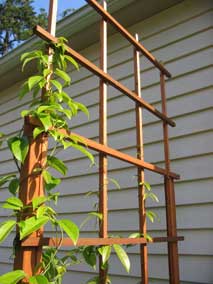 China Blue Vine on north trellis