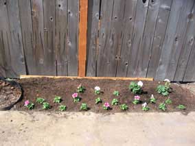 New small flowerbed with petunias, geraniums, and tubers for dahlias