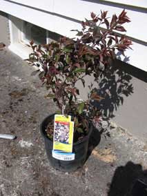 <em>Prunus x cistena</em> Purpleleaf Plum