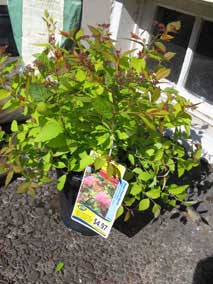 <em>Spiraea japonica 'Walbuma'</em> Magic Carpet Spiraea