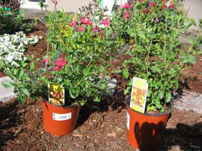 <em>Salvia greggi</em> Salvia 'Navajo Bright Red'