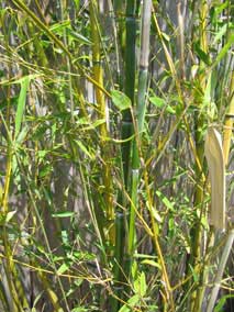 Contrast between old culms (more yellow faded tone) and new culms (more green bright tone)