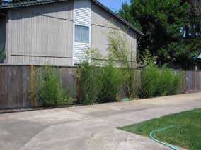 Bamboo screen with new growth nearly complete for this year