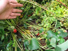 Wild strawberries have put on fruit