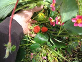 Wild strawberries have put on fruit