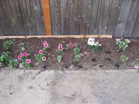 Small flowerbed after two neighborhood kids pulled up some of the petunias