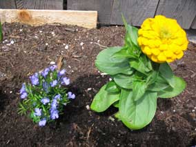 <em>Lobelia Recta</em> Upright Lobelia 'Riviera Sky Blue' and <em>Zinnia</em> Zinnia 'Dreamland Series'